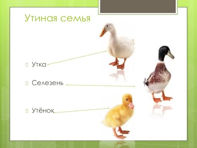 Утиная семья Утка Селезень Утёнок