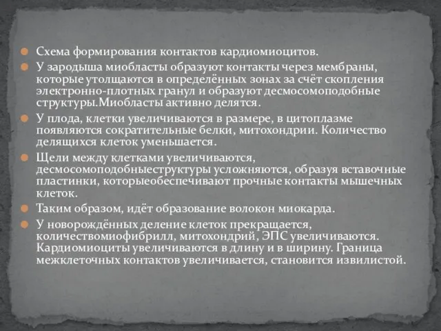 Схема формирования контактов кардиомиоцитов. У зародыша миобласты образуют контакты через мембраны,которые утолщаются