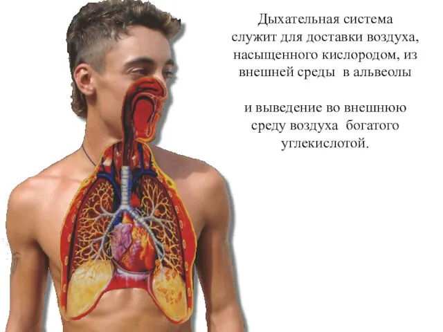Дыхательная система служит для доставки воздуха, насыщенного кислородом, из внешней среды в