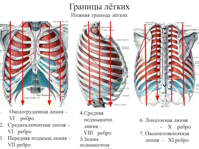 Границы лёгких Нижняя граница лёгких Окологрудинная линия – VI ребро 2. Среднеключичная