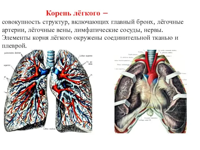 Корень лёгкого – совокупность структур, включающих главный бронх, лёгочные артерии, лёгочные вены,