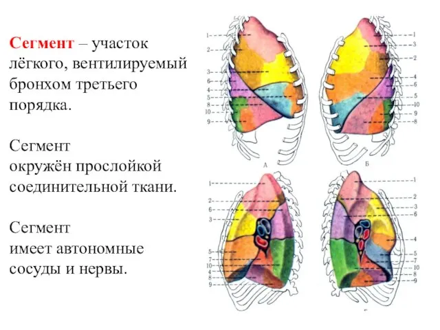 Сегмент – участок лёгкого, вентилируемый бронхом третьего порядка. Сегмент окружён прослойкой соединительной