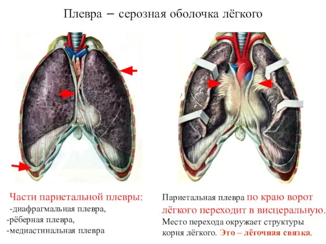 Плевра – серозная оболочка лёгкого Части париетальной плевры: -диафрагмальная плевра, рёберная плевра,