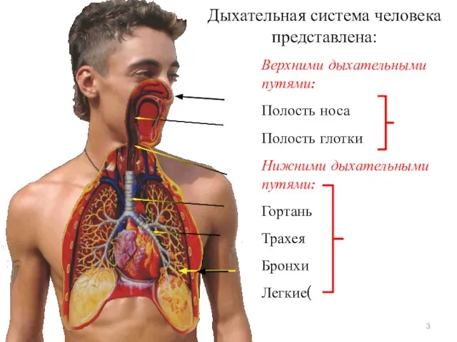 Верхними дыхательными путями: Полость носа Полость глотки Нижними дыхательными путями: Гортань Трахея