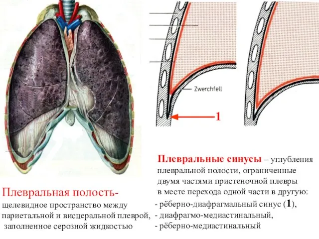 Плевральная полость- щелевидное пространство между париетальной и висцеральной плеврой, заполненное серозной жидкостью