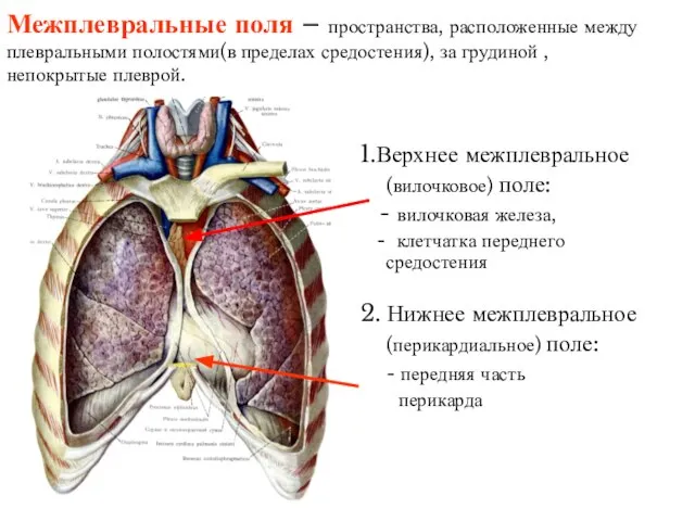 Межплевральные поля – пространства, расположенные между плевральными полостями(в пределах средостения), за грудиной