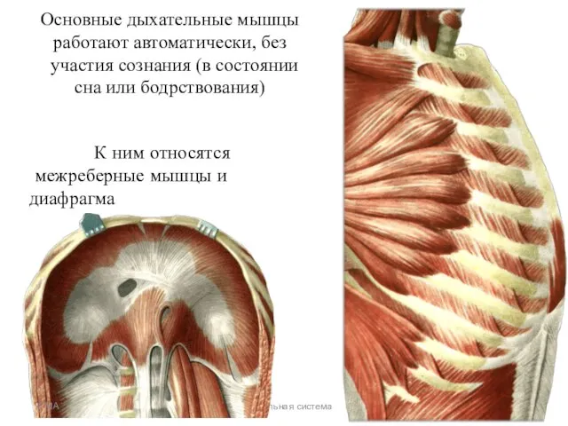 Дыхательная система Основные дыхательные мышцы работают автоматически, без участия сознания (в состоянии