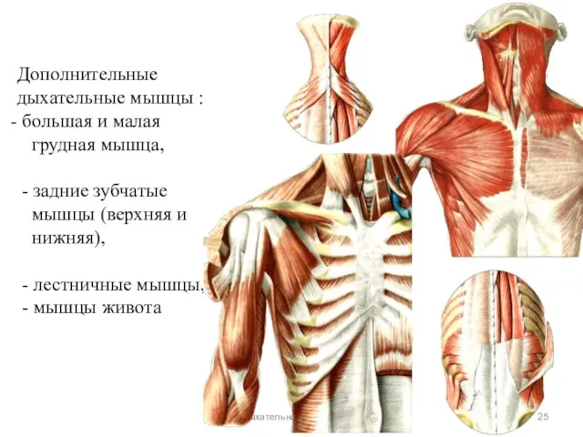 Дыхательная система Дополнительные дыхательные мышцы : большая и малая грудная мышца, -