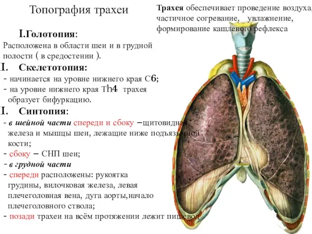 Трахея обеспечивает проведение воздуха, частичное согревание, увлажнение, формирование кашлевого рефлекса Топография трахеи