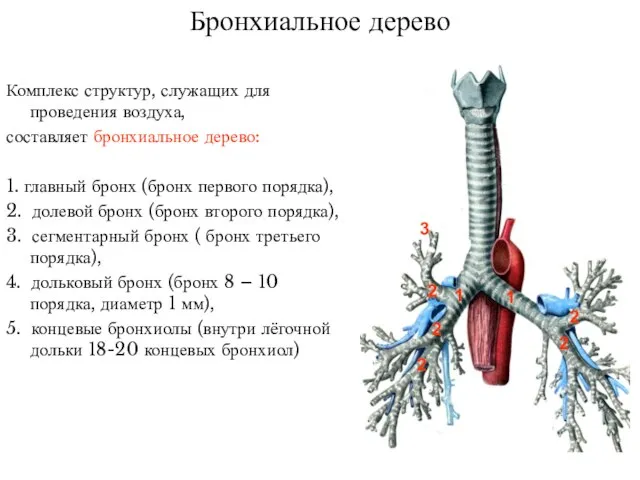 Бронхиальное дерево Комплекс структур, служащих для проведения воздуха, составляет бронхиальное дерево: 1.