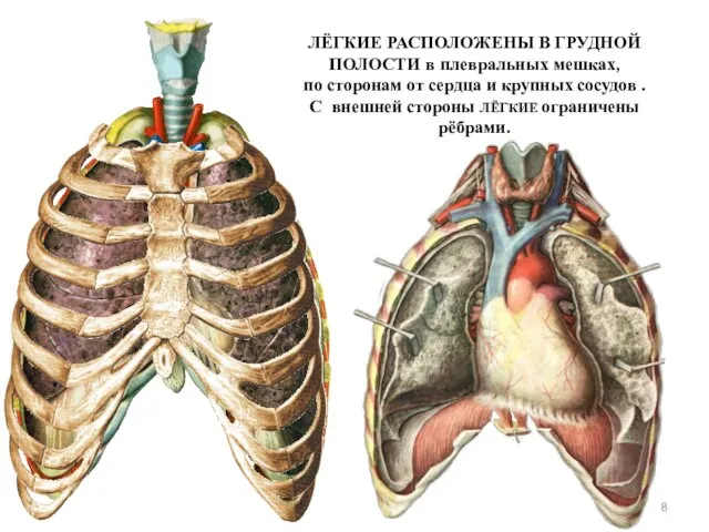 ЛЁГКИЕ РАСПОЛОЖЕНЫ В ГРУДНОЙ ПОЛОСТИ в плевральных мешках, по сторонам от сердца