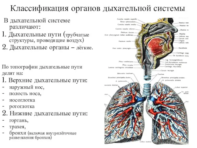 Классификация органов дыхательной системы В дыхательной системе различают: 1. Дыхательные пути (трубчатые