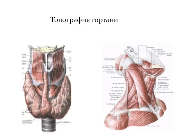 Топография гортани