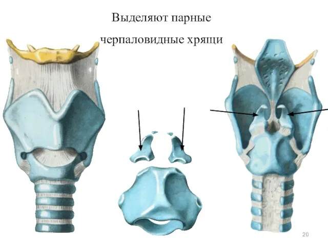 Выделяют парные черпаловидные хрящи