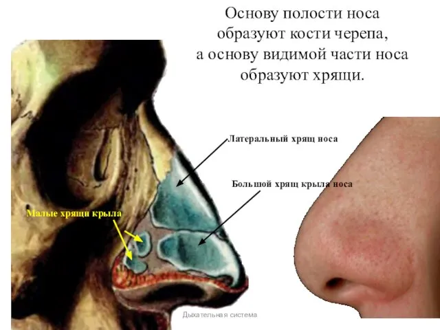 Основу полости носа образуют кости черепа, а основу видимой части носа образуют