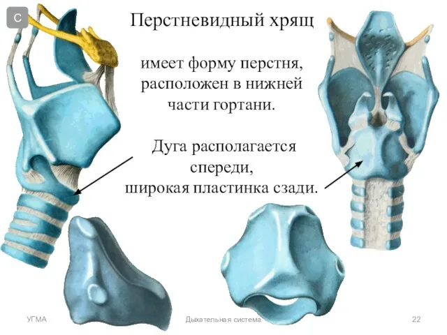 Дыхательная система Перстневидный хрящ имеет форму перстня, расположен в нижней части гортани.