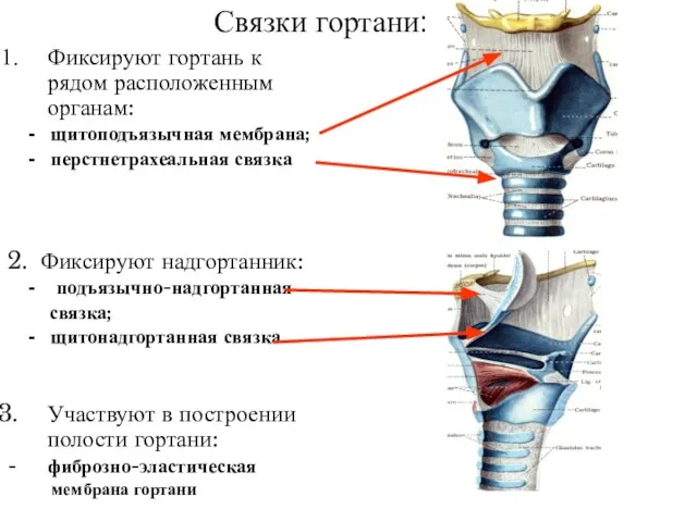 Связки гортани: Фиксируют гортань к рядом расположенным органам: - щитоподъязычная мембрана; -