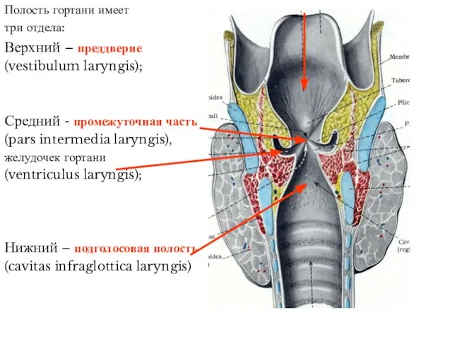 Полость гортани имеет три отдела: Верхний – преддверие (vestibulum laryngis); Средний -