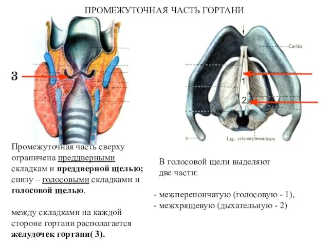 ПРОМЕЖУТОЧНАЯ ЧАСТЬ ГОРТАНИ Промежуточная часть сверху ограничена преддверными складкам и преддверной щелью;