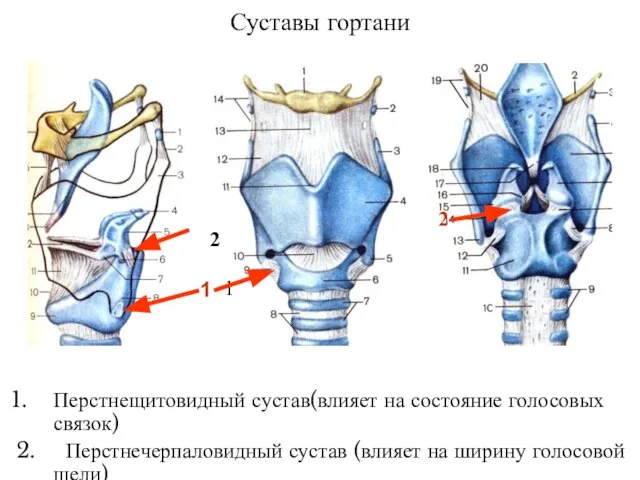 Суставы гортани Перстнещитовидный сустав(влияет на состояние голосовых связок) 2. Перстнечерпаловидный сустав (влияет