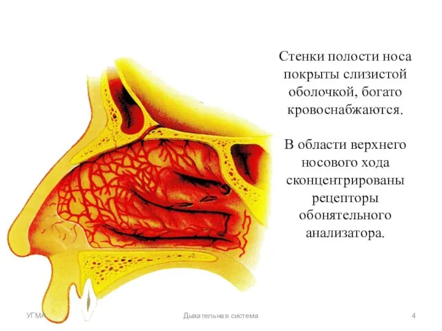 Стенки полости носа покрыты слизистой оболочкой, богато кровоснабжаются. В области верхнего носового