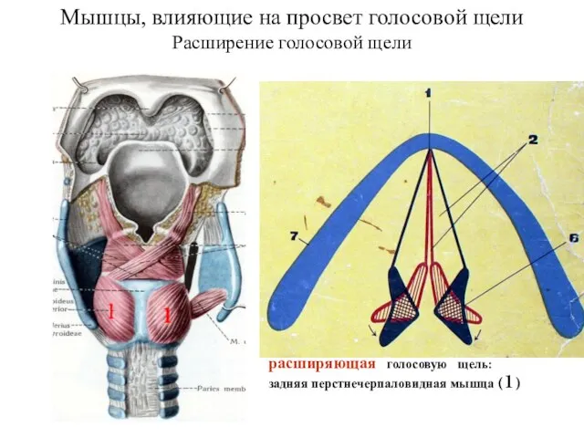 Мышцы, влияющие на просвет голосовой щели Расширение голосовой щели расширяющая голосовую щель: