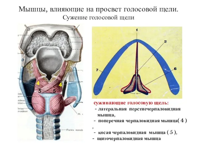 Мышцы, влияющие на просвет голосовой щели. Сужение голосовой щели суживающие голосовую щель: