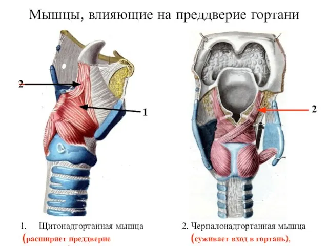 Мышцы, влияющие на преддверие гортани Щитонадгортанная мышца (расширяет преддверие гортани) 2. Черпалонадгортанная