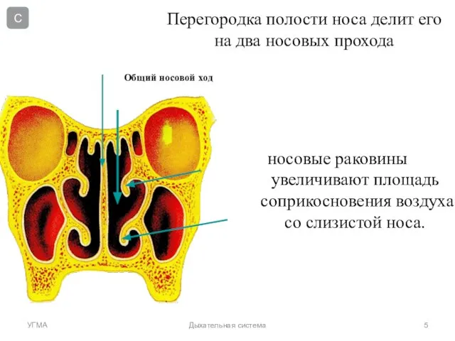 Перегородка полости носа делит его на два носовых прохода Общий носовой ход