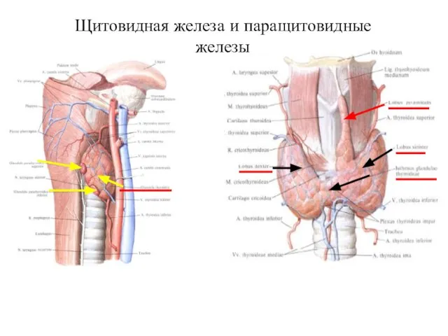 Щитовидная железа и паращитовидные железы