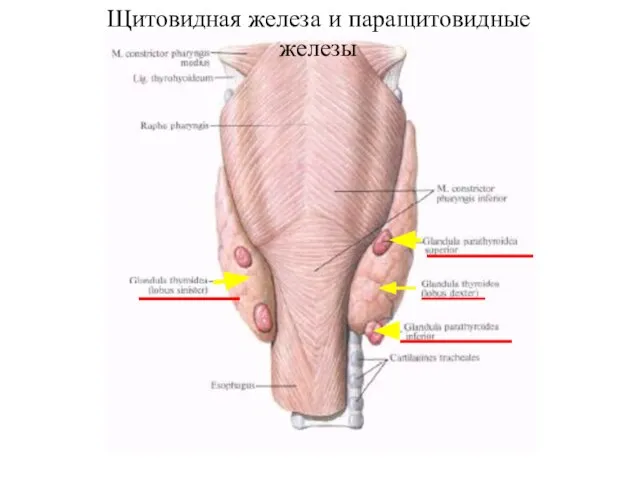 Щитовидная железа и паращитовидные железы