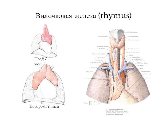 Вилочковая железа (thymus) Плод 7 мес. Новорождённый