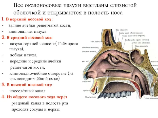 Все околоносовые пазухи выстланы слизистой оболочкой и открываются в полость носа 1.