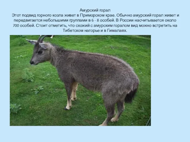 Амурский горал Этот подвид горного козла живет в Приморском крае. Обычно амурский