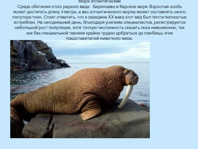 Морж атлантический Среда обитания этого редкого вида - Баренцево и Карское моря.