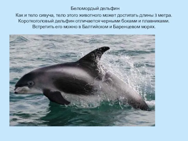 Беломордый дельфин Как и тело сивуча, тело этого животного может достигать длины