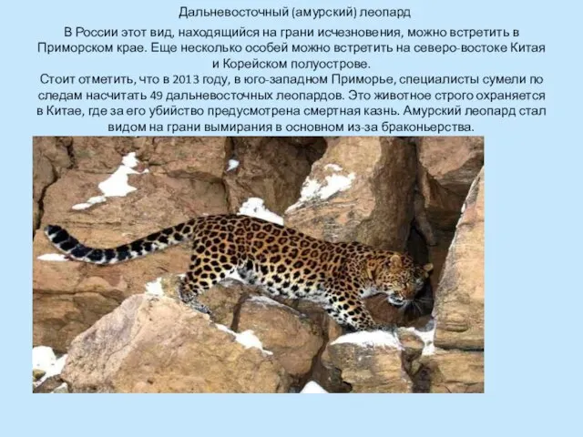 Дальневосточный (амурский) леопард В России этот вид, находящийся на грани исчезновения, можно
