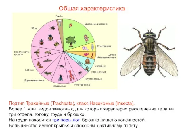 Общая характеристика Подтип Трахейные (Tracheata), класс Насекомые (Insecta). Более 1 млн. видов