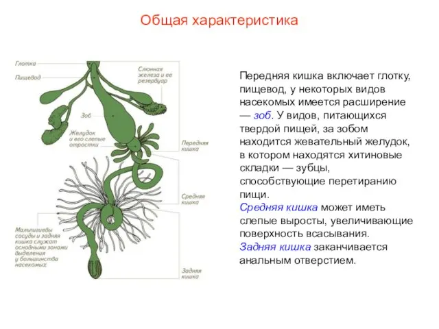 Общая характеристика Передняя кишка включает глотку, пищевод, у некоторых видов насекомых имеется