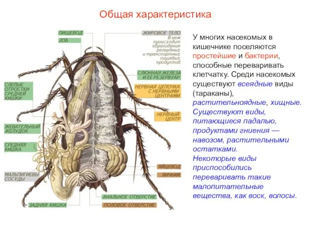 Общая характеристика У многих насекомых в кишечнике поселяются простейшие и бактерии, способные