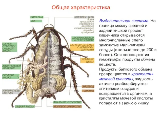 Общая характеристика Выделительная система. На границе между средней и задней кишкой просвет