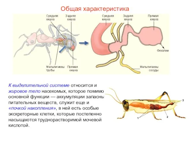 Общая характеристика К выделительной системе относится и жировое тело насекомых, которое помимо