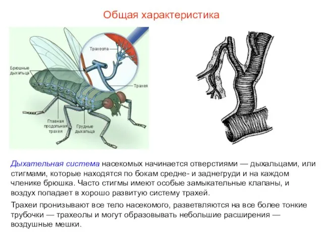 Общая характеристика Дыхательная система насекомых начинается отверстиями — дыхальцами, или стигмами, которые