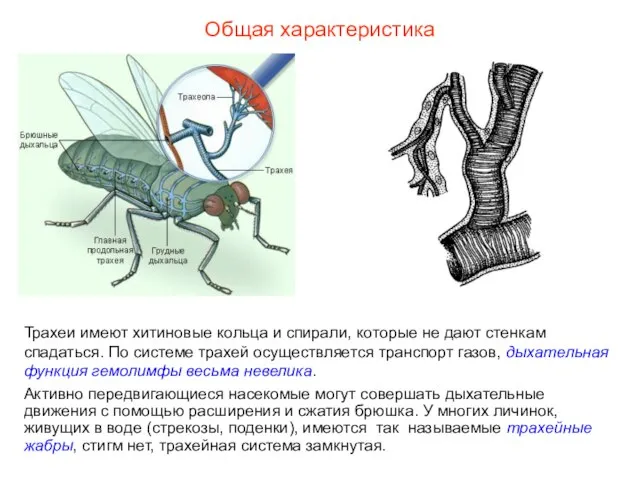 Общая характеристика Трахеи имеют хитиновые кольца и спирали, которые не дают стенкам