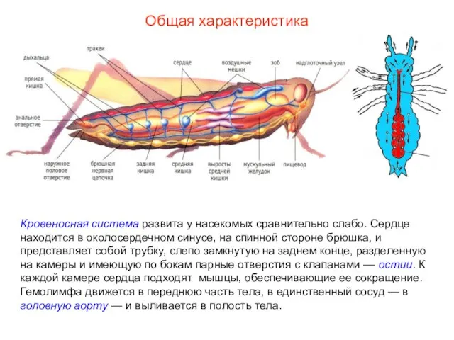 Общая характеристика Кровеносная система развита у насекомых сравнительно слабо. Сердце находится в