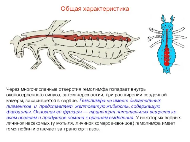 Общая характеристика Через многочисленные отверстия гемолимфа попадает внутрь околосердечного синуса, затем через