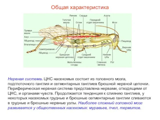 Общая характеристика Нервная система. ЦНС насекомых состоит из головного мозга, подглоточного ганглия