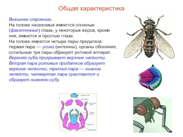 Общая характеристика Внешнее строение. На голове насекомых имеются сложные (фасеточные) глаза, у