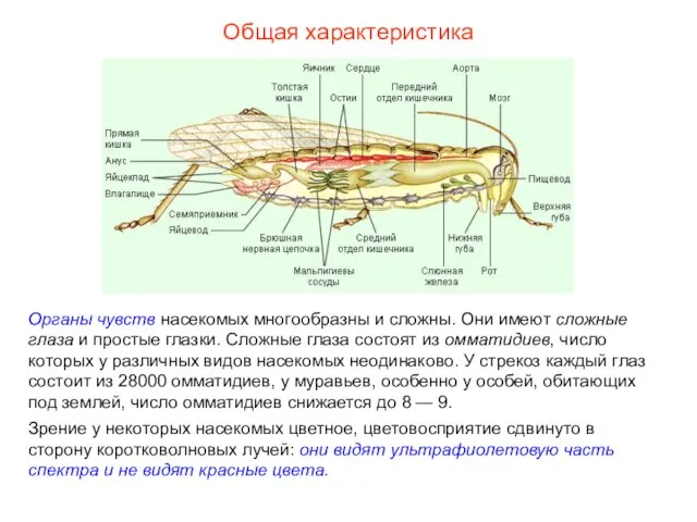 Общая характеристика Органы чувств насекомых многообразны и сложны. Они имеют сложные глаза