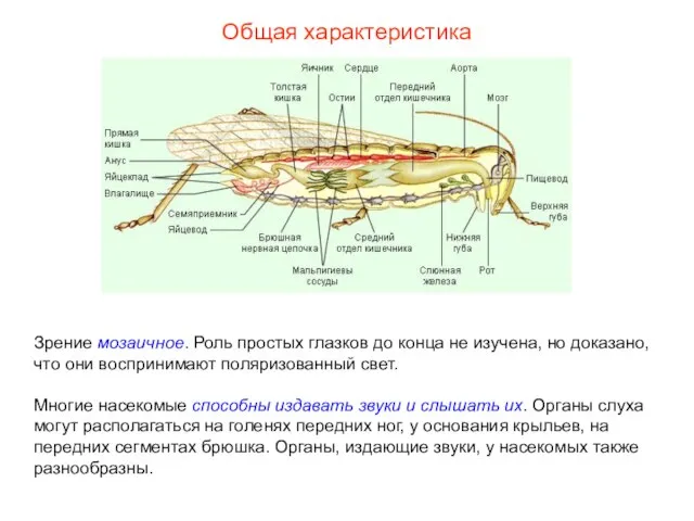 Общая характеристика Зрение мозаичное. Роль простых глазков до конца не изучена, но